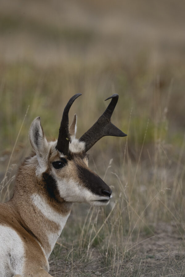 A deer with antlers resting peacefully in a lush green field of grass.